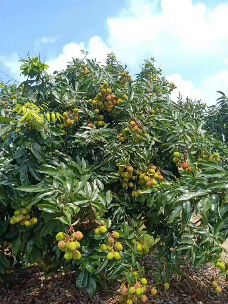 精品妃子笑荔枝，产地直销价格美丽，视频看货