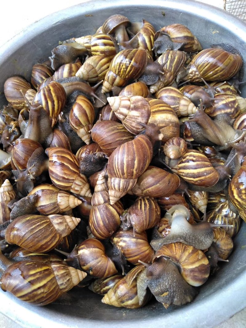 大量收购出售非洲蜗牛，上门收购