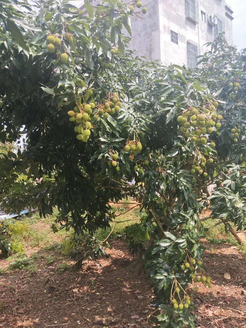 精品妃子笑荔枝，产地直销价格美丽，视频看货