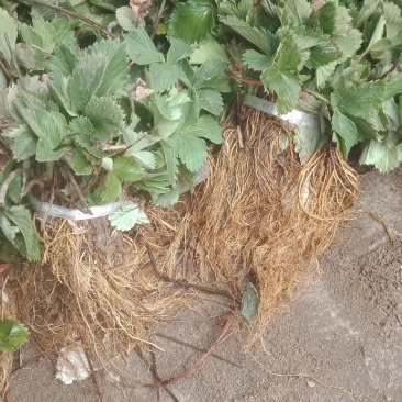 出售四季草莓苗，高产四季草莓黑龙江四季草莓苗