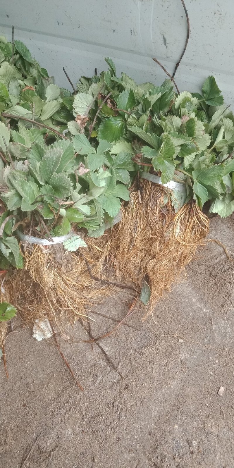 出售四季草莓苗，高产四季草莓黑龙江四季草莓苗