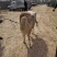 小尾寒羊繁殖母羊，育肥羊羔，种公羊大量出售，支持全国运输