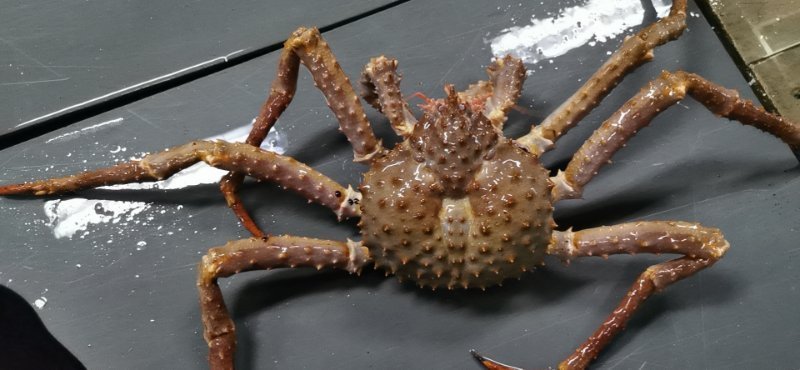 进口鲜活深海北海道棕帝王蟹