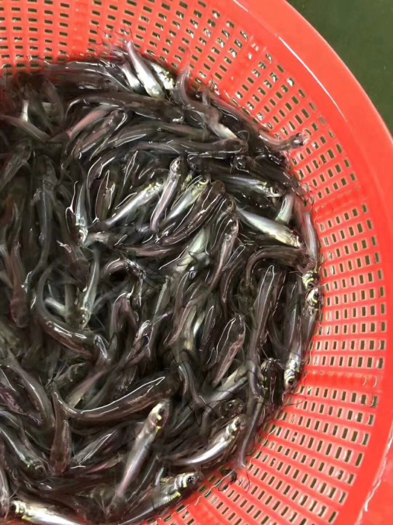 斑点叉尾鮰，美国斑点叉尾鮰鱼苗、鮰鱼苗