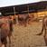 利木赞牛犊大量出售保质保量包健康，提供养殖技术，货到付款