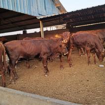 利木赞牛犊大量出售保质保量包健康，提供养殖技术，货到付款