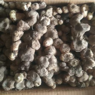 湖南纯野生姜形多花甜黄精，块茎，量大价格可优惠