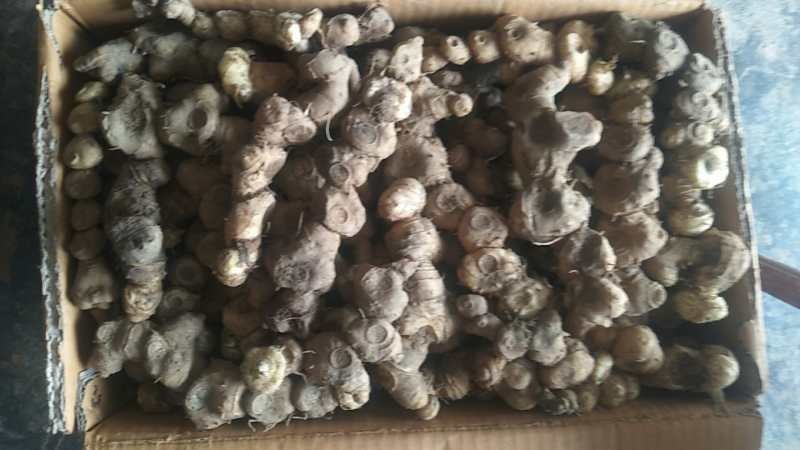 湖南纯野生姜形多花甜黄精，块茎，量大价格可优惠