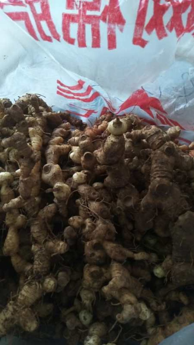 湖南纯野生姜形多花甜黄精，块茎，量大价格可优惠