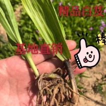 白芨种苗，湖北十堰塬淼中药材种植基地，基地直销，包技术