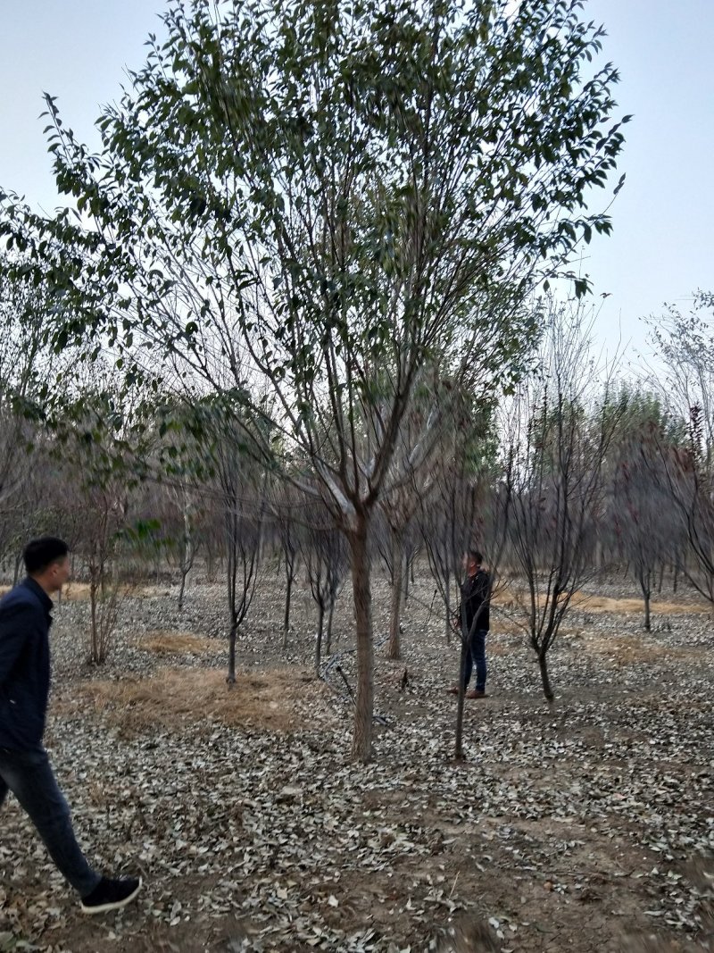 流苏树，油根子，5-20公分流苏树，薄利多消，可实地看货