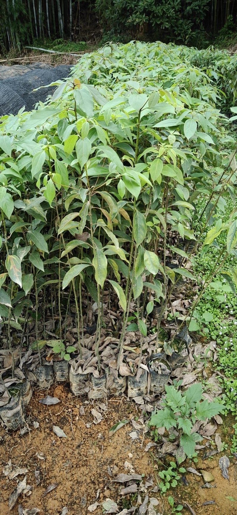 樟树