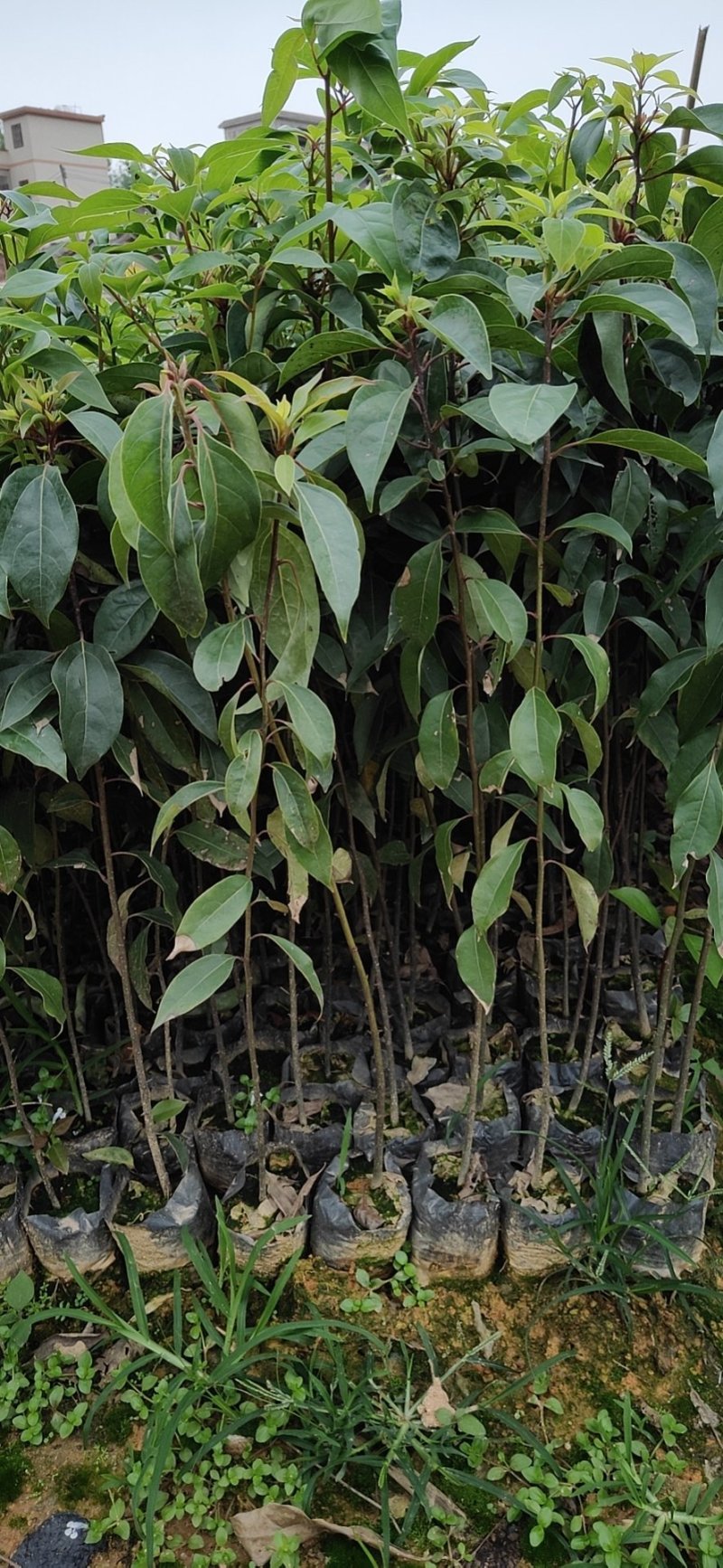 樟树