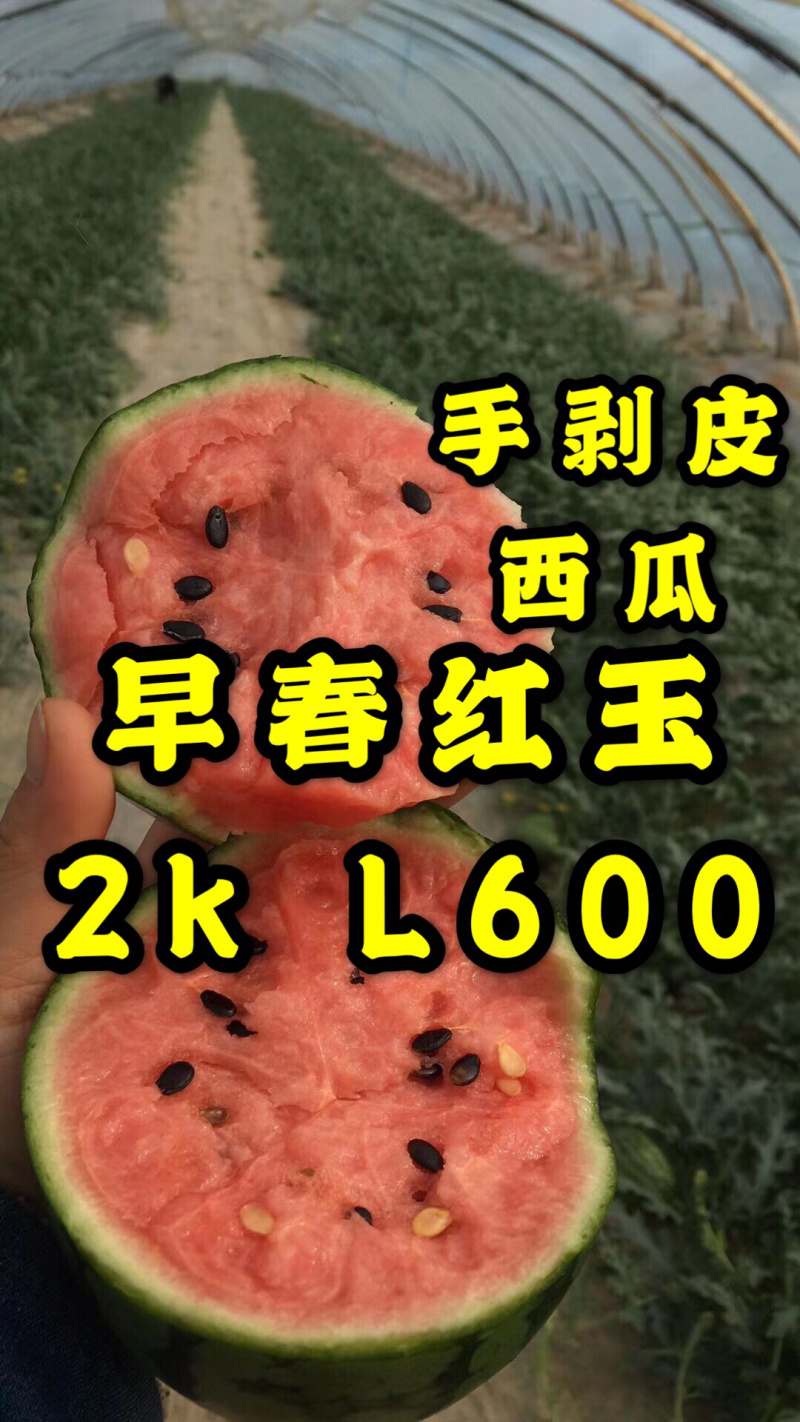 保熟保甜（西瓜品种齐全）京欣-红玉-2K-l600等