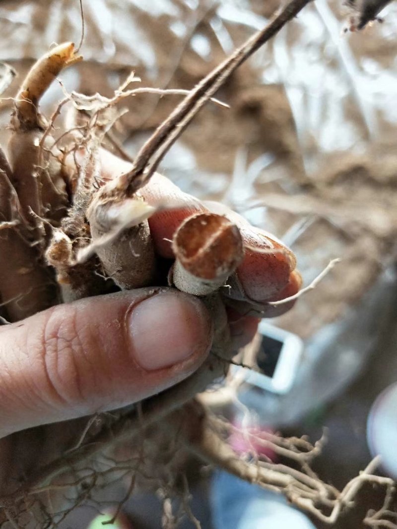 赤芍一年苗子开始接受预订