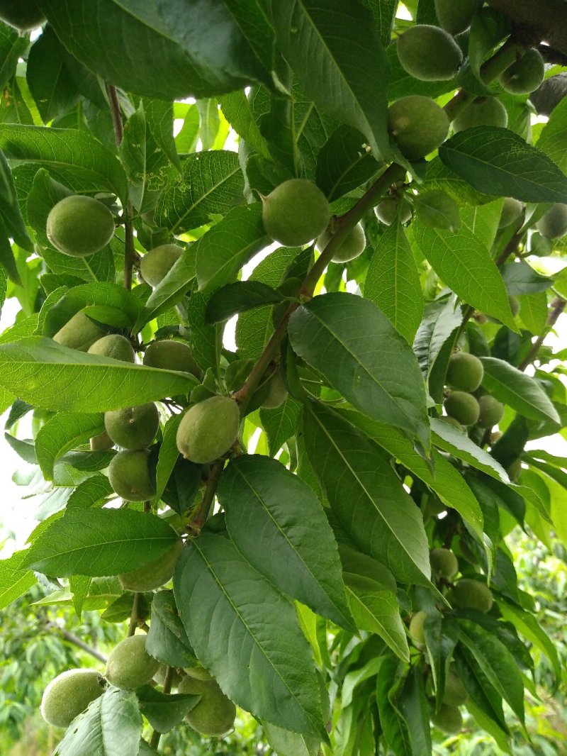 山东优质蜜桃，独特的地理条件，产出优质的水果！！！