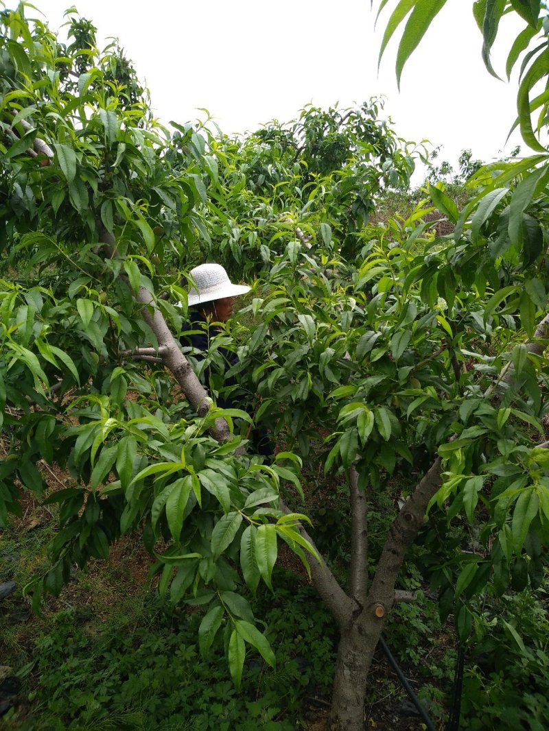 山东优质蜜桃，独特的地理条件，产出优质的水果！！！