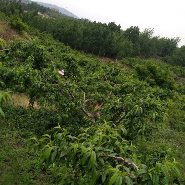 山东优质蜜桃，独特的地理条件，产出优质的水果！！！