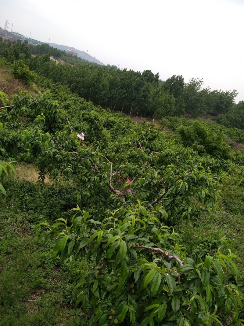 山东优质蜜桃，独特的地理条件，产出优质的水果！！！