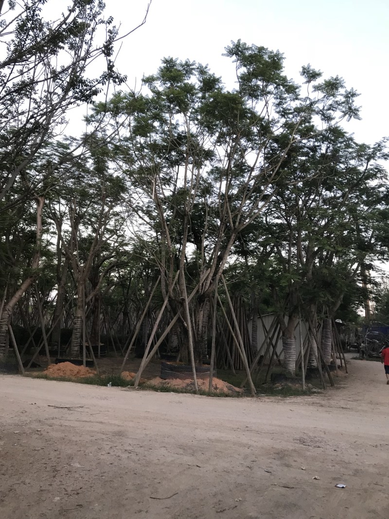 大量12-30骨架，全冠凤凰木出售，有需要请联系