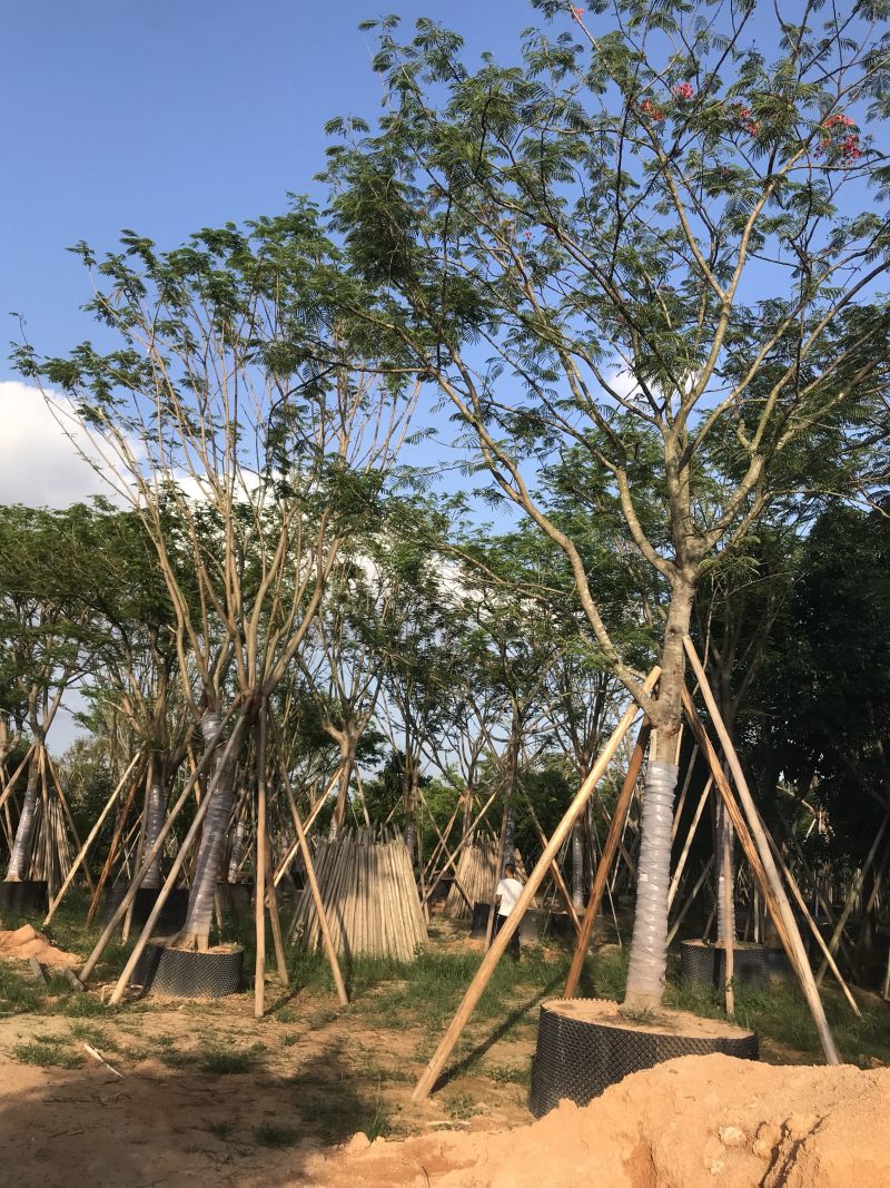 大量12-30骨架，全冠凤凰木出售，有需要请联系