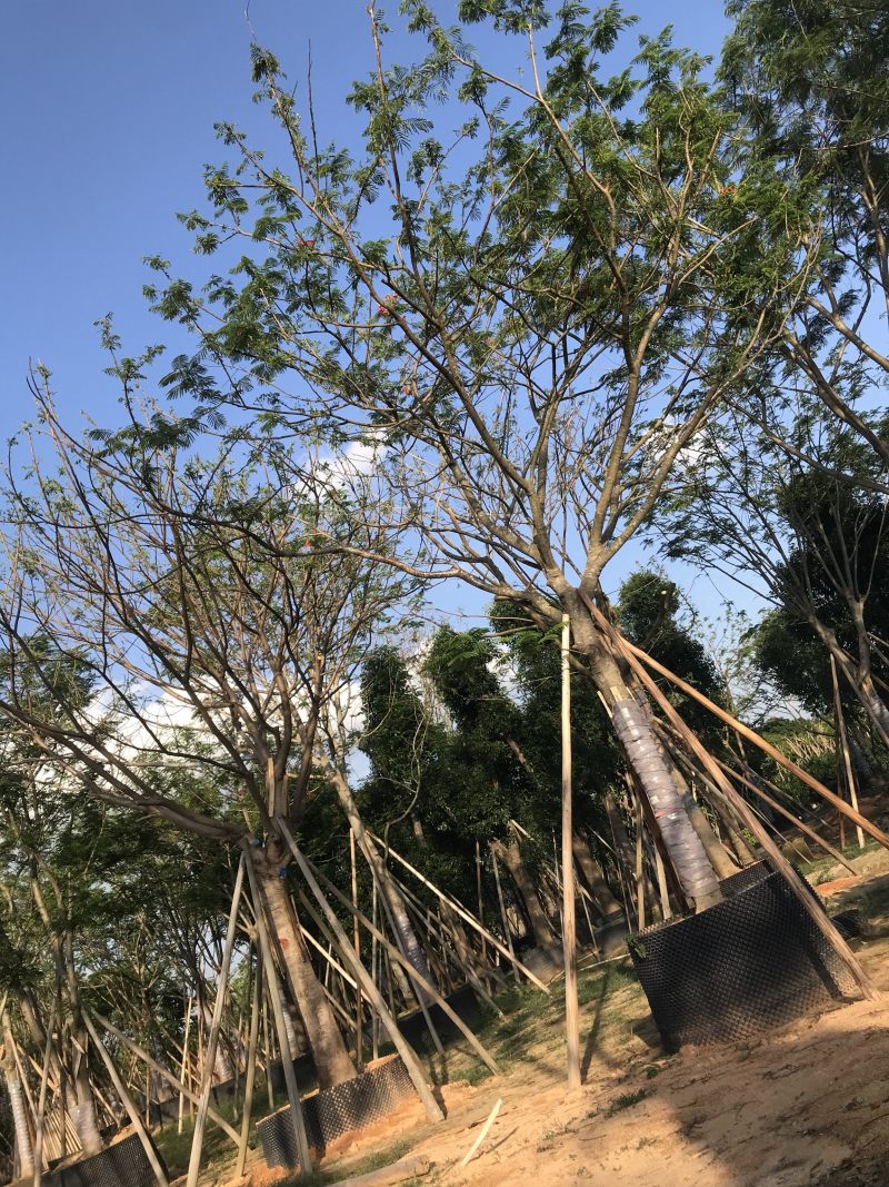 大量12-30骨架，全冠凤凰木出售，有需要请联系