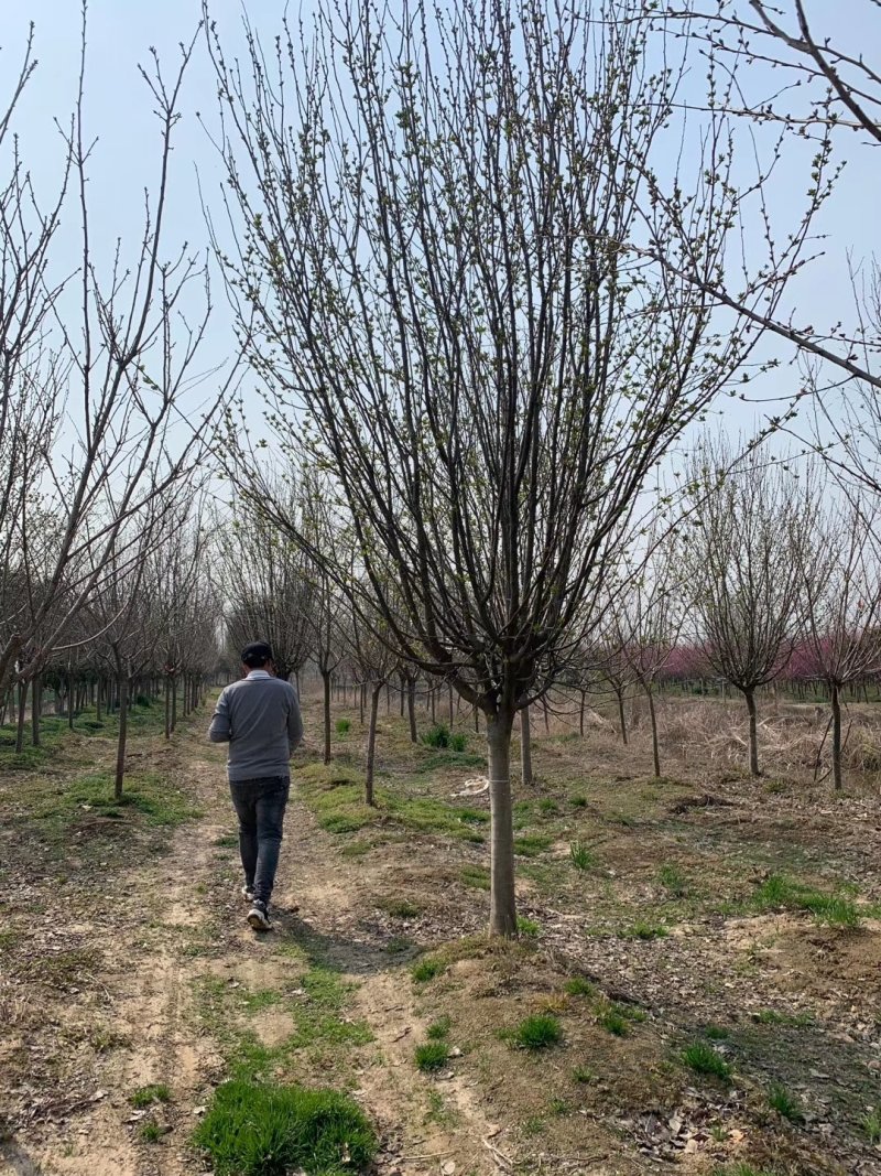 西府海棠，绚丽海棠，5-20公分北美海棠，海棠基地直销，