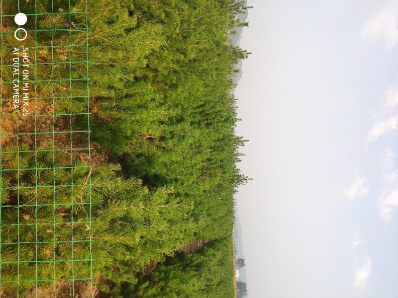 山西3.5米白皮松，各规格都有，基地直发，量大优惠