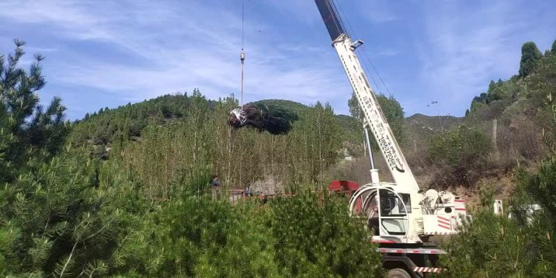山西3.5米白皮松，各规格都有，基地直发，量大优惠
