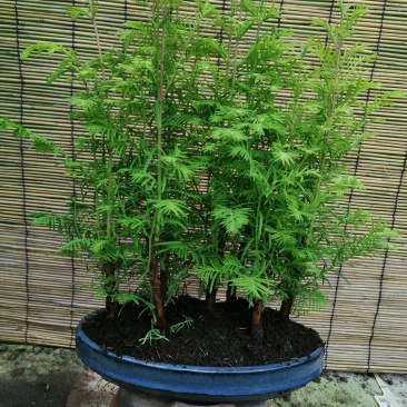 丛林水杉盆景家中的净化器