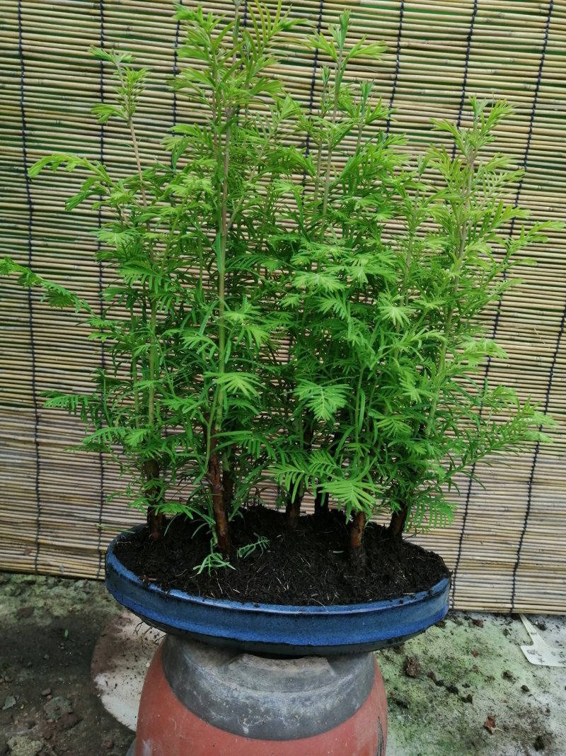 丛林水杉盆景家中的净化器