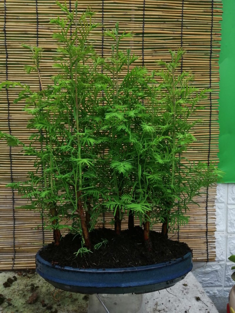 丛林水杉盆景家中的净化器