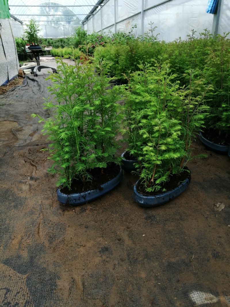 丛林水杉盆景家中的净化器