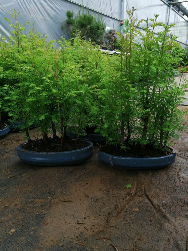 丛林水杉盆景家中的净化器