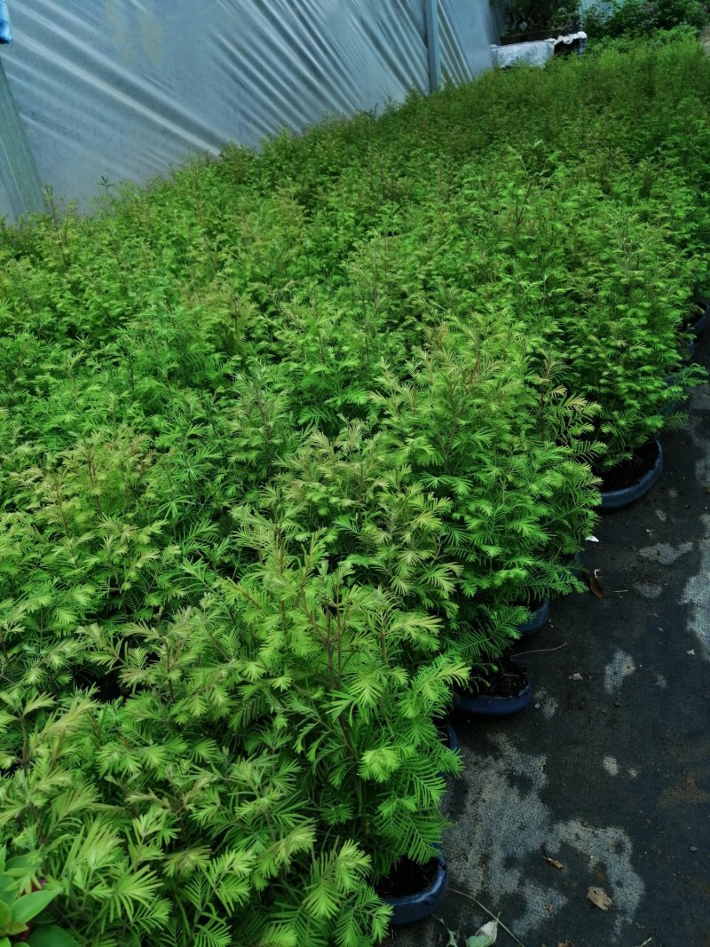 丛林水杉盆景家中的净化器