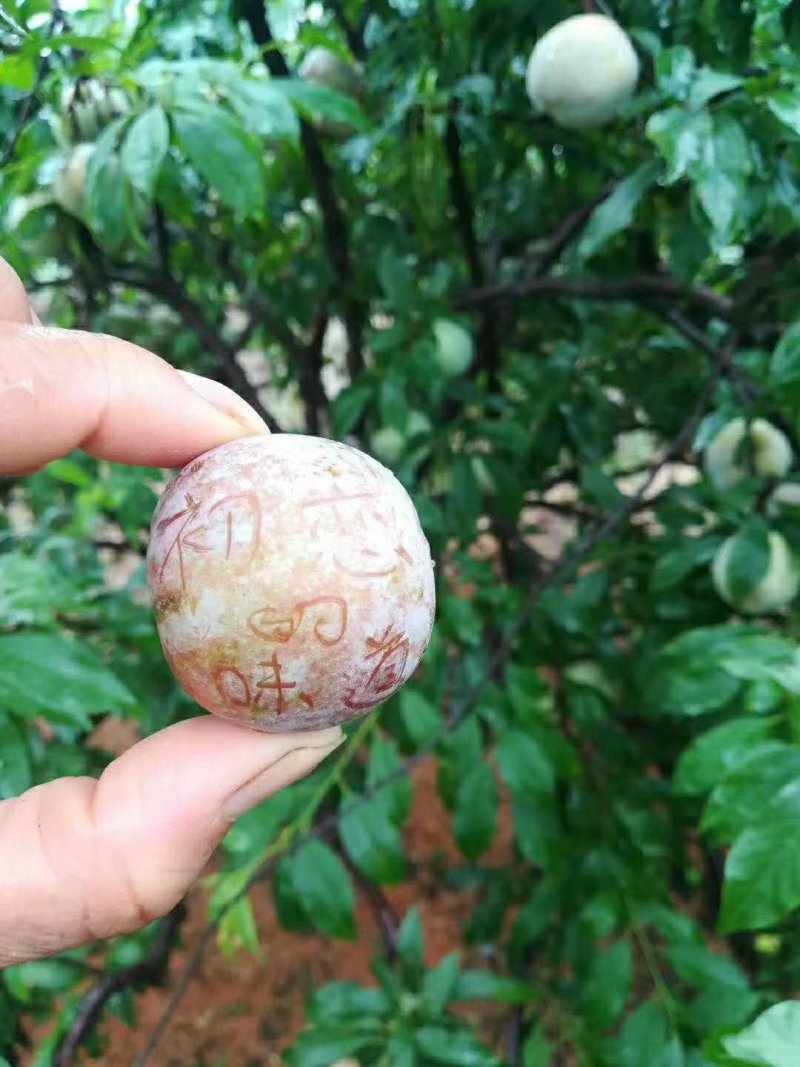广东银妃三华李【特大果】包邮一件代发甜度高正宗