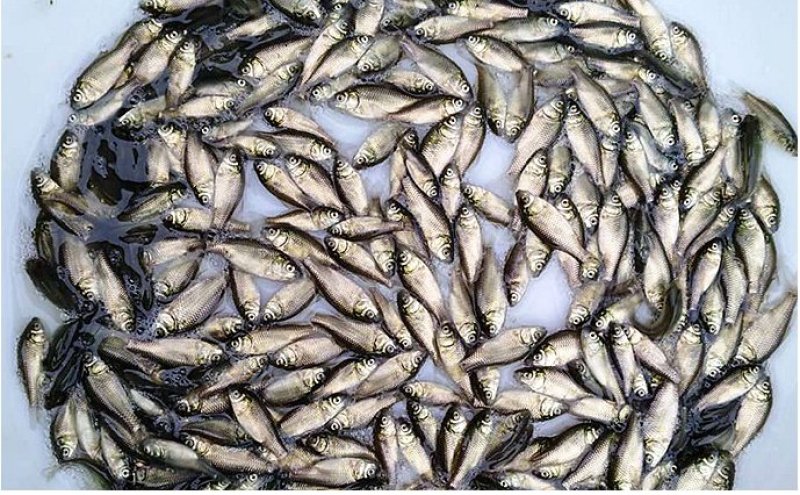 优质鲫鱼苗-银鲫鱼苗中科5号鲫鱼苗全程技术支持保驾护航