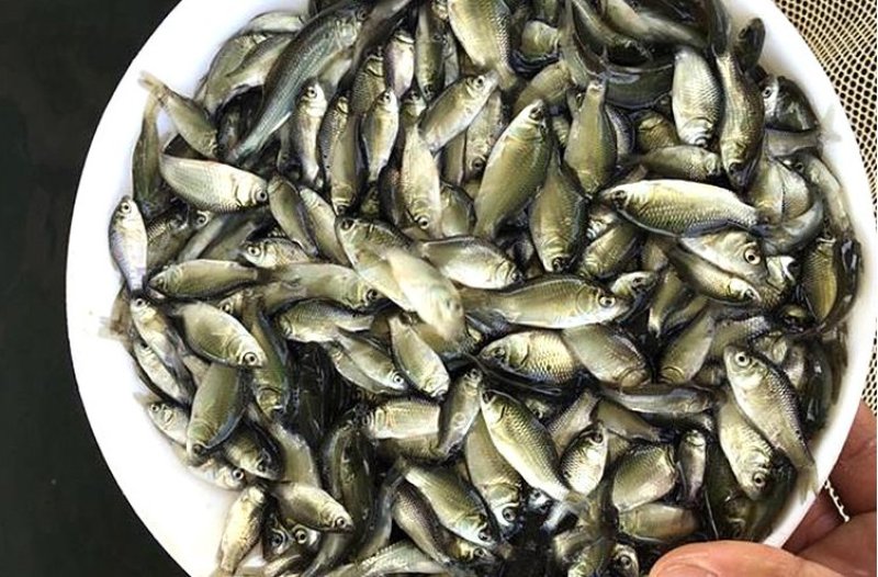 优质鲫鱼苗-银鲫鱼苗中科5号鲫鱼苗全程技术支持保驾护航