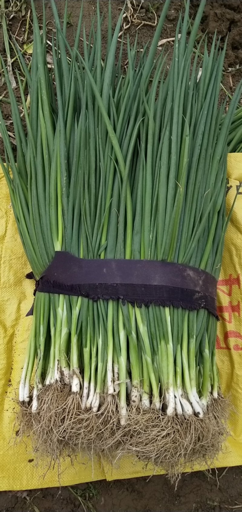特价小葱