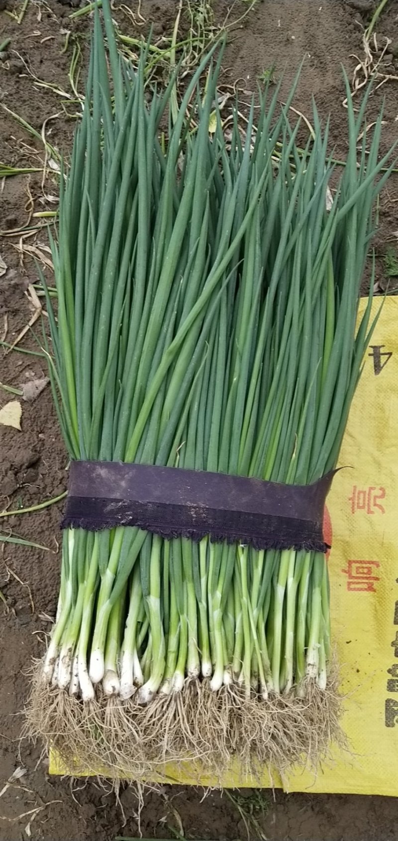 特价小葱