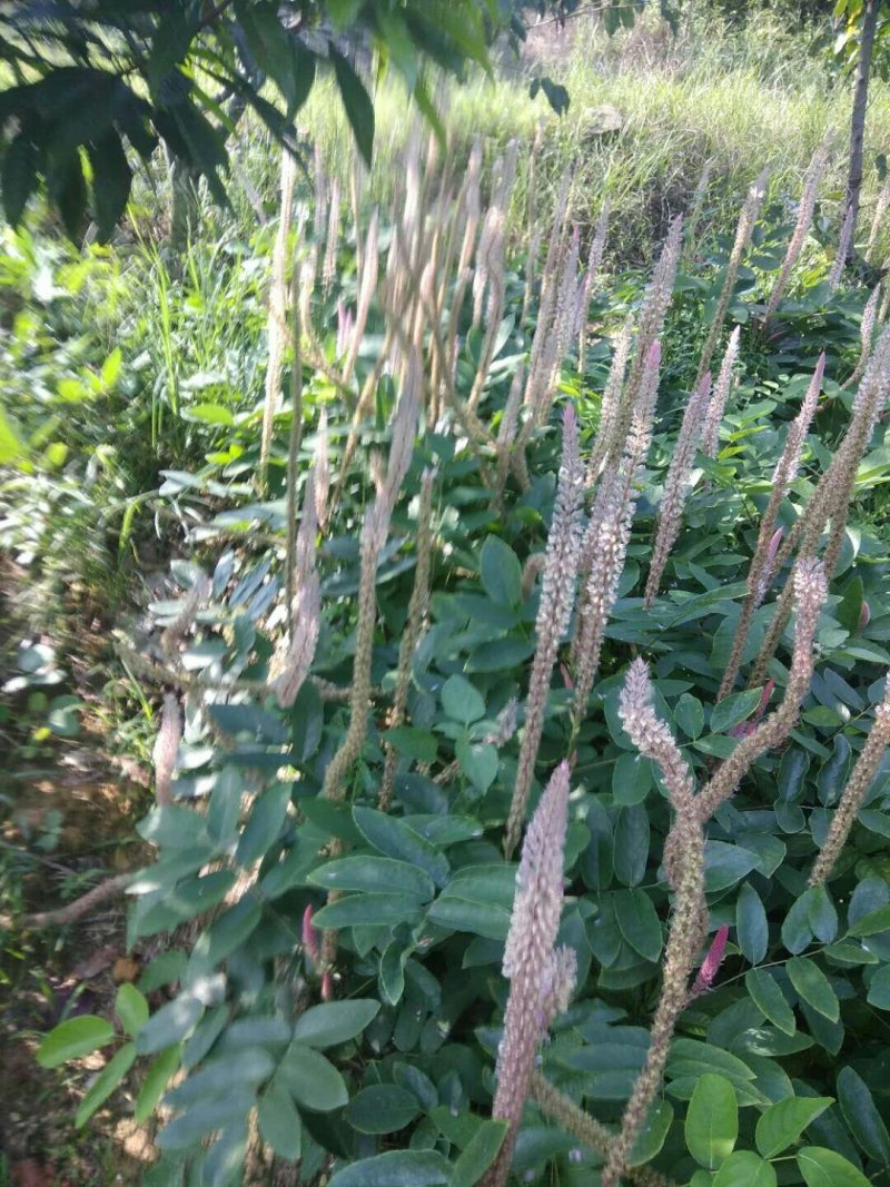 供产地种植大量上等新鲜干湿货精品靓货石根参