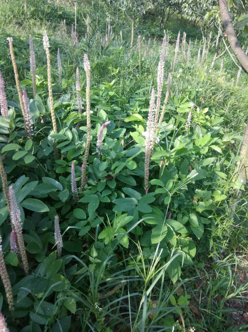 供产地种植大量上等新鲜干湿货精品靓货石根参