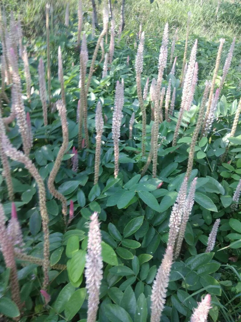 供产地种植大量上等新鲜干湿货精品靓货石根参