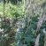 供产地种植大量上等新鲜干湿货精品靓货石根参