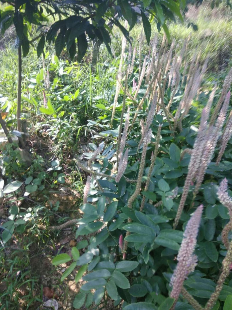 供产地种植大量上等新鲜干湿货精品靓货石根参