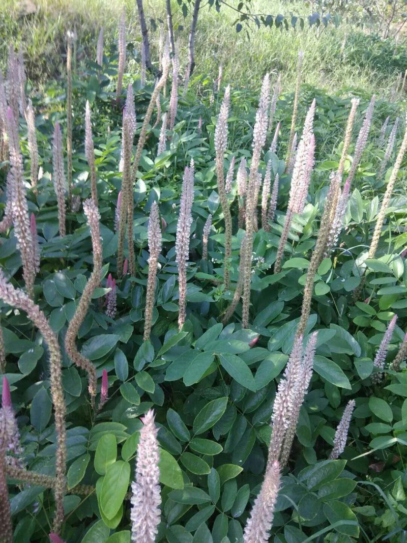 供产地种植大量上等新鲜干湿货精品靓货石根参