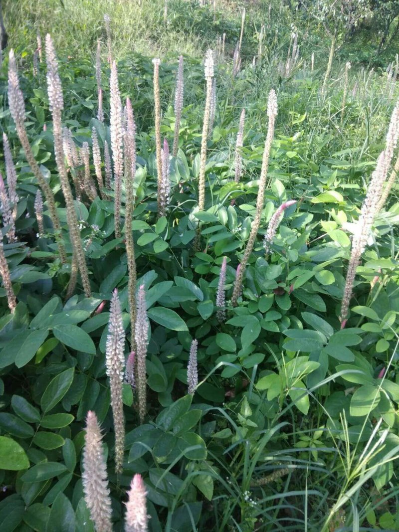 供产地种植大量上等新鲜干湿货精品靓货石根参