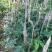 供产地种植大量上等新鲜干湿货精品靓货石根参