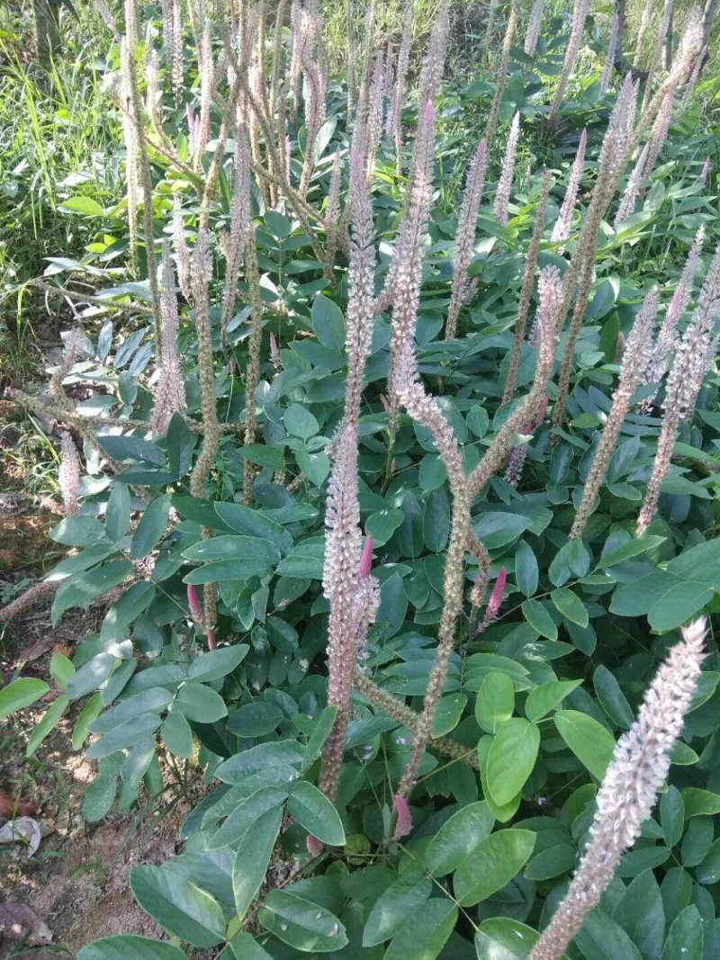 供产地种植大量上等新鲜干湿货精品靓货石根参
