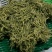 金银花青花